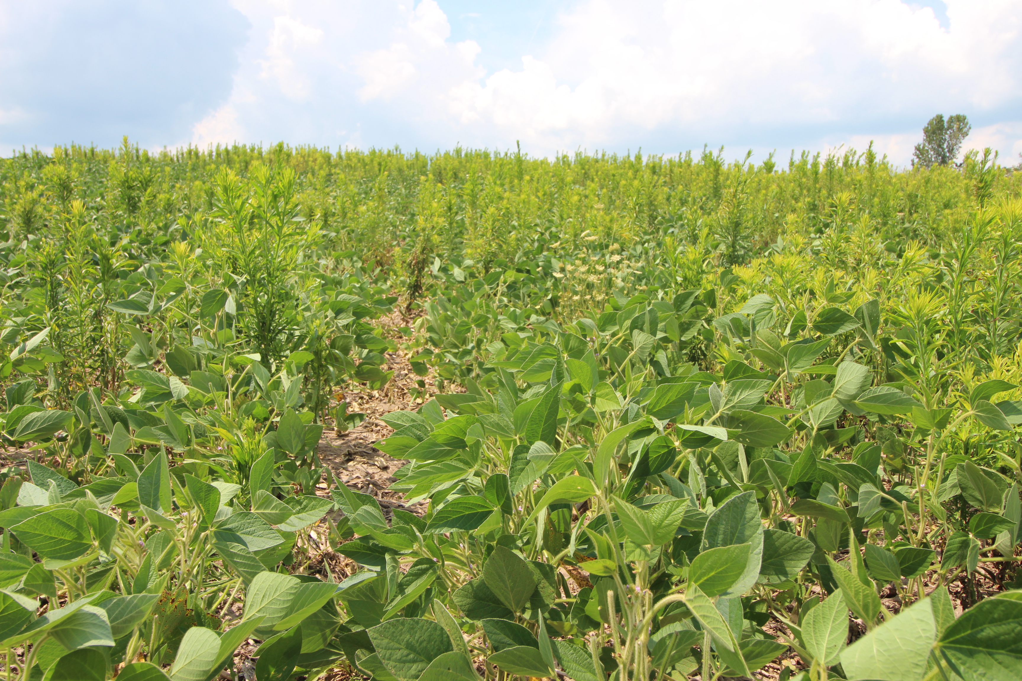 Marestail in soybean